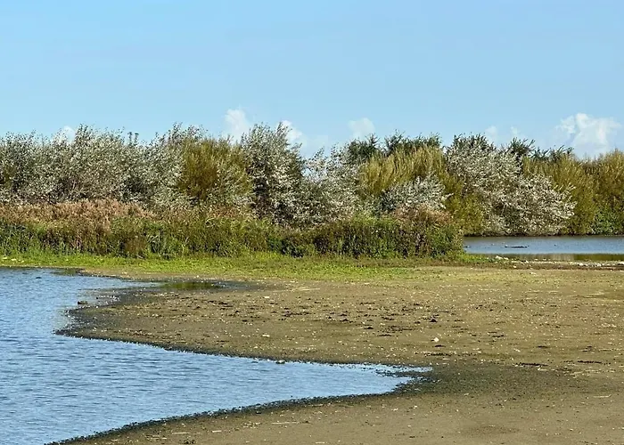 Les Mouettes 웬두이니
