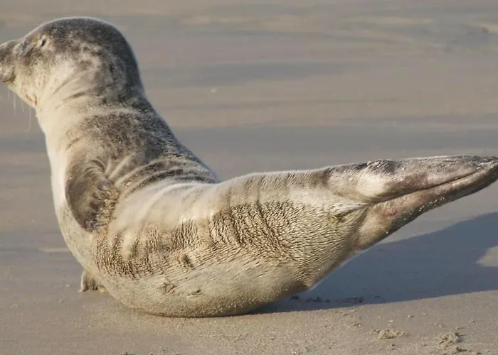 Les Mouettes Hotel 2*